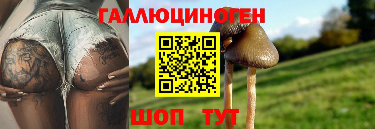 Псилоцибиновые грибы Psilocybine cubensis Минусинск